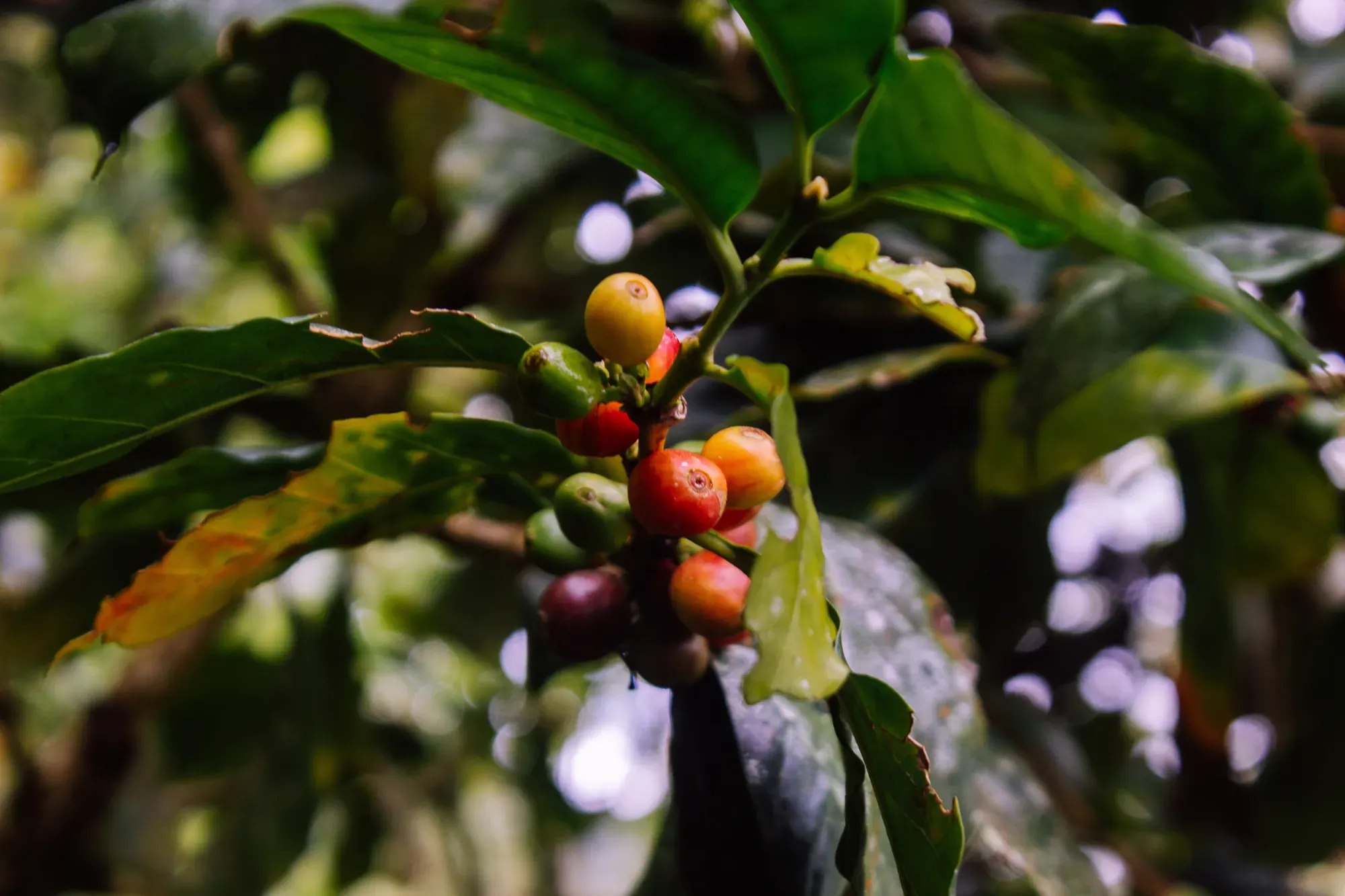 Reife rote und gelbe Kaffeekirschen an einem Zweig zwischen grünen Blättern.