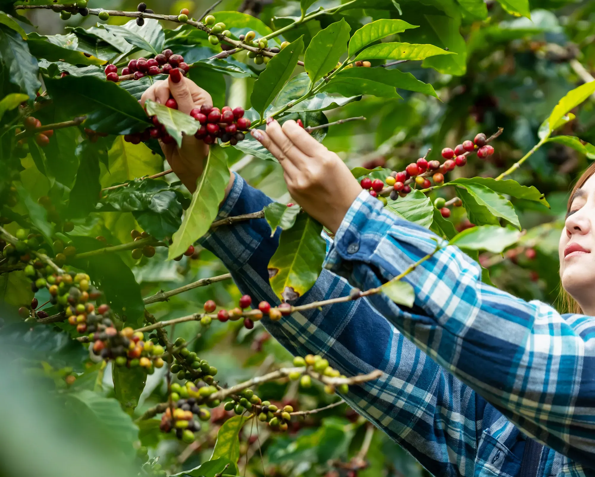 Hände pflücken rote Kaffeekirschen von einem Strauch.