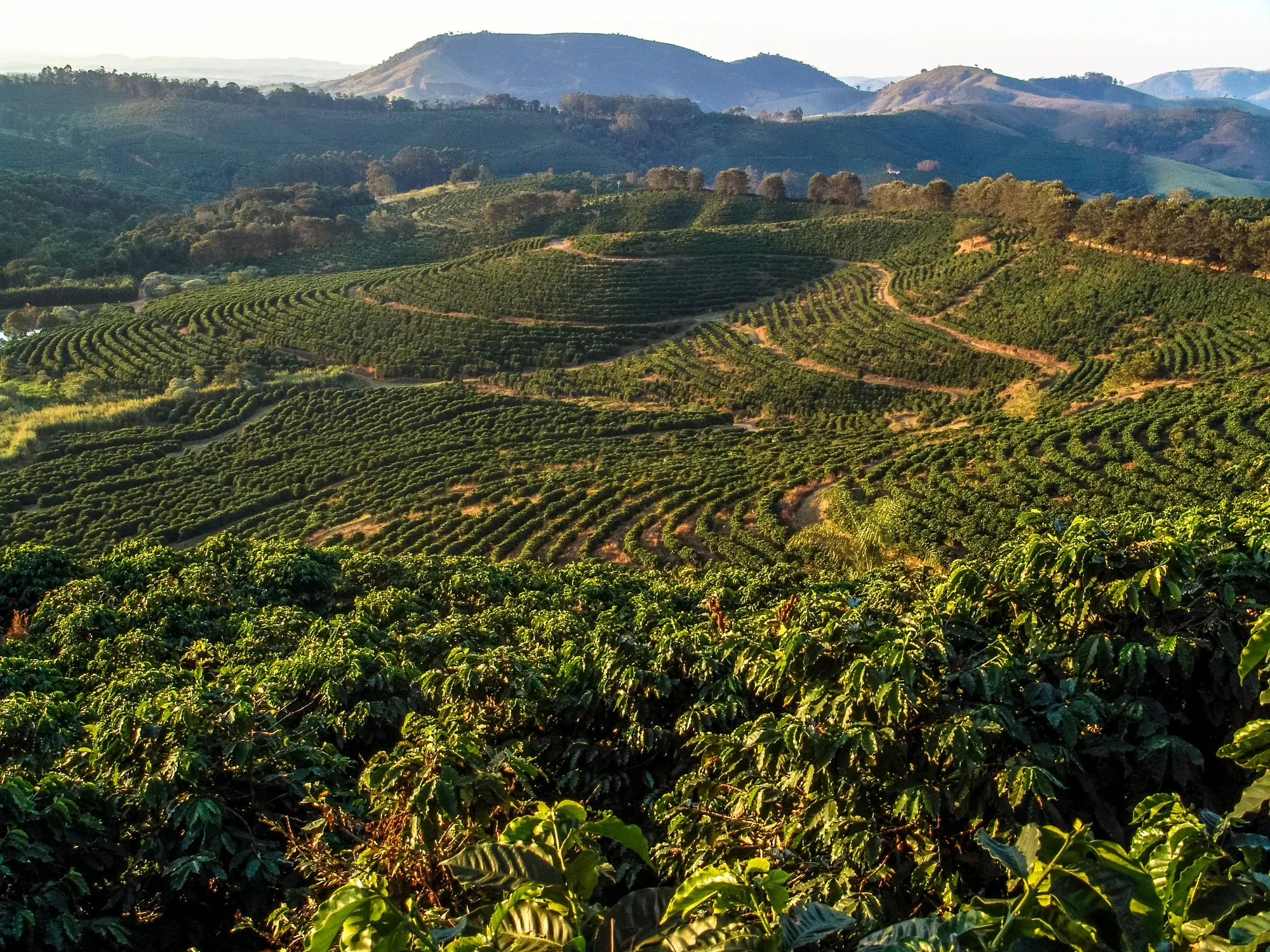 Eine Kaffeeplantage im hügeligen Hochland, Reihen von Kaffeesträuchern bis zu den Bergen am Horizont.