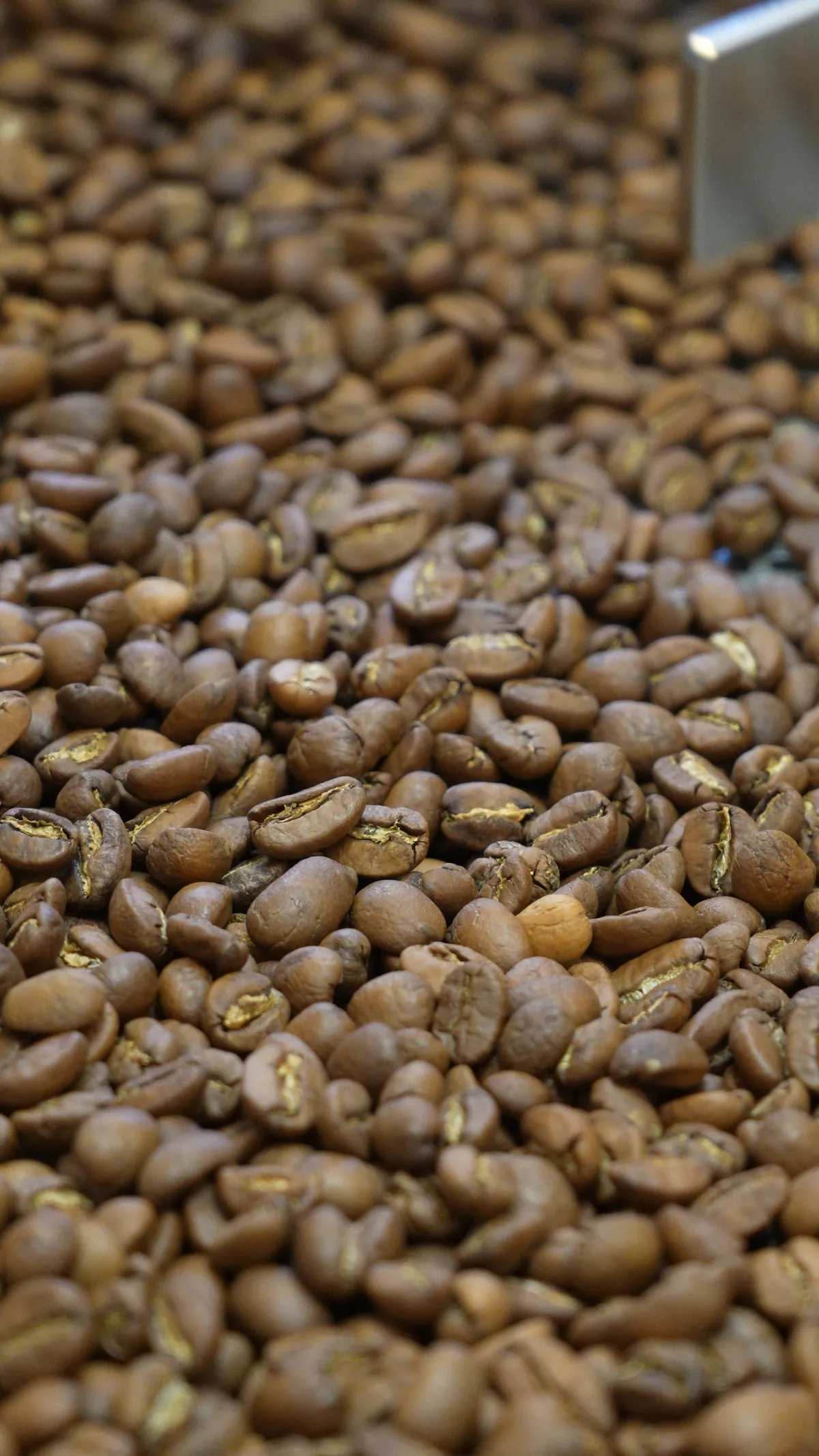 Geröstete Kaffeebohnen in Nahaufnahme.