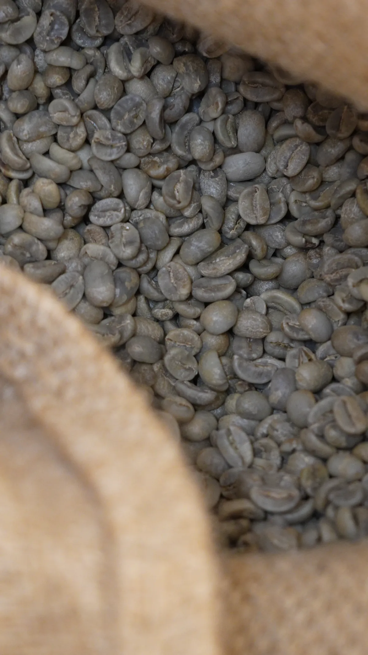 Ein geöffneter Jutesack voller grüner, ungerösteter Kaffeebohnen in Nahaufnahme.